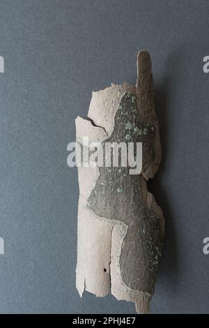 Écorce d'arbre - avion de Londres - (Platanus x hispanica) - isolée sur carton gris Banque D'Images