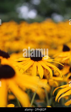 Jardin botanique en pleine floraison. Banque D'Images