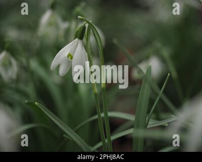 Fleurs sauvages du début du printemps d'Europe, blanches et vertes : colonie de fleurs de Snowdrop dans le champ (fond vert) Banque D'Images