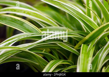 Défocused des feuilles de Lili paris (Chlorophytum comosum), souvent appelées plante araignée Banque D'Images