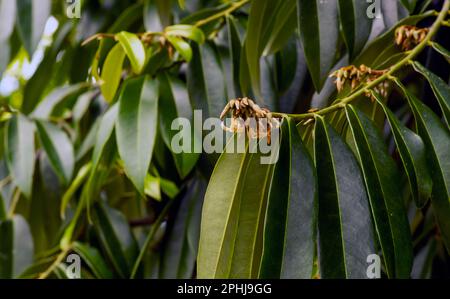 Bois foncé indonésien, feuilles et fleurs vertes ébène (Diospyros celebica) Banque D'Images