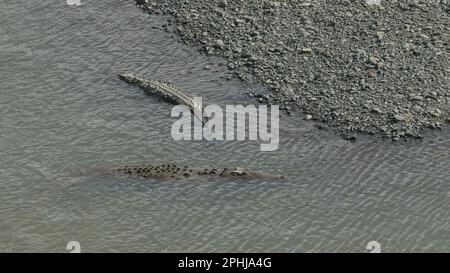 deux crocodiles américains sur les rives de la rivière des tarcoles Banque D'Images