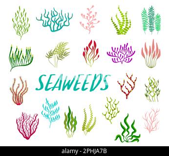 Plantes sous-marines, aquarium et algues marines. Ensemble de vecteur de bande dessinée coloré corail récif tropical faune biodiversité. La vie sous-marine de l'océan Illustration de Vecteur
