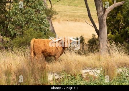 Bovins des Highlands avec des longhorns faisant partie d'un stock reproducteur en Tasmanie, également connu sous le nom de vache écossaise des hautes terres. Banque D'Images