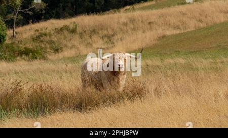 Vache écossaise dans une scène de paysage dans les Highlands centraux, Tasmanie. Banque D'Images