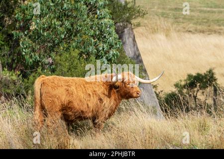 Gros plan d'une vache des Highlands qui se balade gratuitement dans le centre des Highlands de Tasmanie. Banque D'Images