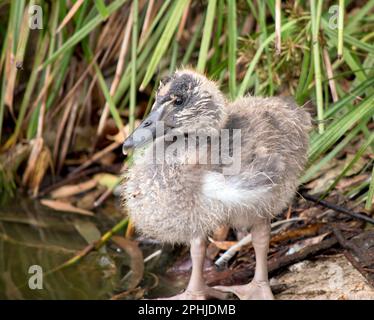 le gosling magpie a des peluches grises et des plumes blanches commencent à apparaître. Il a un oeil marron et un bec gris foncé. Banque D'Images