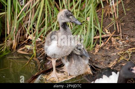 le gosling magpie a des peluches grises et des plumes blanches commencent à apparaître. Il a un oeil marron et un bec gris foncé. Banque D'Images