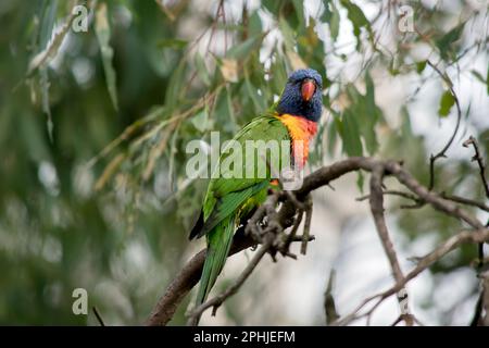 le lorikeet arc-en-ciel a des ailes vertes une tête bleue un bec orange et jaune sur sa poitrine Banque D'Images