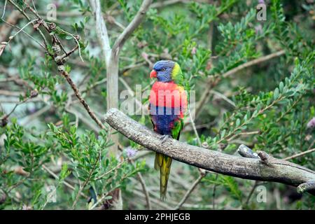 le lorikeet arc-en-ciel a des ailes vertes une tête bleue un bec orange et jaune sur sa poitrine Banque D'Images