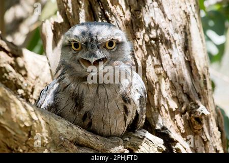 La grenouille Tawny est gris argenté, légèrement plus pâle en dessous, striée et marbrée de noir et de rufous. L'œil est jaune dans les deux formes, et le large, h Banque D'Images