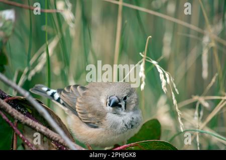 le jeune zèbre finch a un bec noir qui devient orange quand il atteint l'âge adulte Banque D'Images