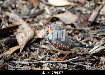 Le Zebra Finch est principalement gris, avec des bandes d'yeux noires caractéristiques de « larme » et de « zébra like » noir et blanc sur la souche et la queue supérieure. Banque D'Images