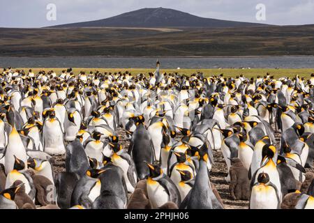 King Penquins, Aptenodytes Patagonicus, au point Volunteer dans les îles Falkland. Banque D'Images