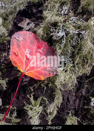 Une seule feuille d'Aspen rouge est nichée parmi le lichen d'un arbre à feuilles persistantes. Banque D'Images