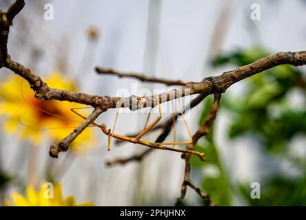 Insecte de bâton de marche essayant de se mélanger et de camoufler sur un bâton de branche d'arbre. Banque D'Images