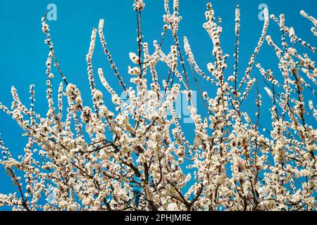 Branches de cerisiers en fleurs avec de jeunes feuilles illuminées par la lumière du soleil au printemps. Banque D'Images