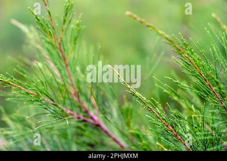 Cemara Udang, feuilles de pin australien ou de pin siffleur (Casuarina equisetifolia), foyer peu profond. Arrière-plan naturel Banque D'Images