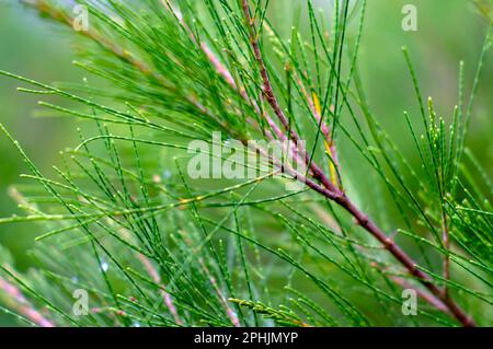 Cemara Udang, feuilles de pin australien ou de pin siffleur (Casuarina equisetifolia), foyer peu profond. Arrière-plan naturel Banque D'Images