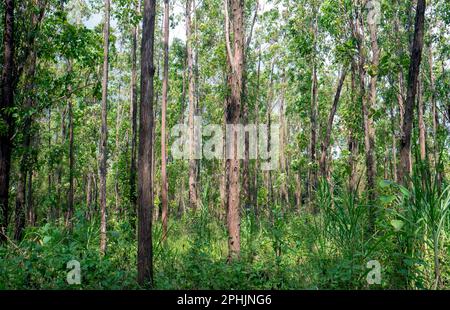 Forêt d'eucalyptus pellita à Gunung Kidul, Yogyakarta, Indonésie Banque D'Images