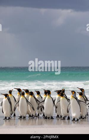 King Penquins, Aptenodytes Patagonicus, au point Volunteer dans les îles Falkland. Banque D'Images