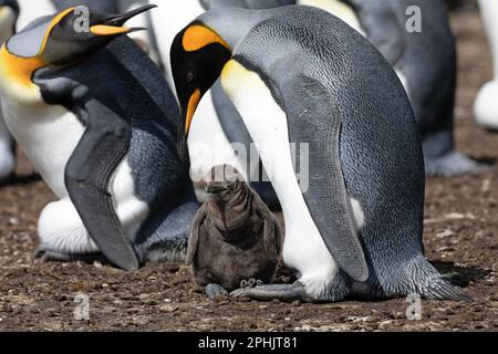 King Penquins, Aptenodytes Patagonicus, au point Volunteer dans les îles Falkland. Banque D'Images