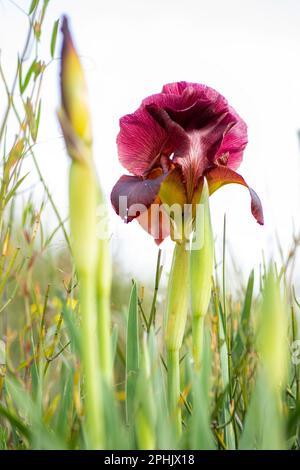 Fleurs d'iris en fleurs argaman gros plan sur un fond clair. Israël Banque D'Images