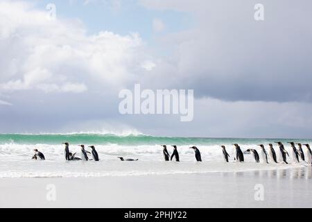 King Penquins, Aptenodytes Patagonicus, au point Volunteer dans les îles Falkland. Banque D'Images