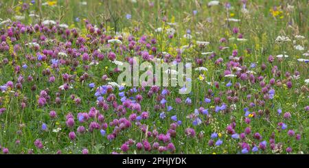 Machair aux fleurs colorées de Clovers, Lewis, Isle of Lewis, Hebrides, Hebrides extérieures, Îles de l'Ouest, Écosse, Royaume-Uni, Grande-Bretagne Banque D'Images