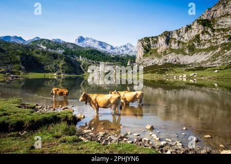 Vaches autour du lac Ercina à Covadonga, Picos de Europa, Asturies, Espagne Banque D'Images