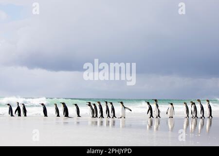 King Penquins, Aptenodytes Patagonicus, au point Volunteer dans les îles Falkland. Banque D'Images