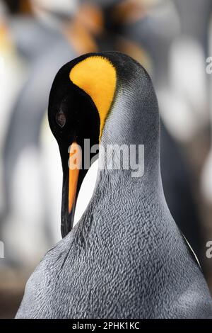 King Penquins, Aptenodytes Patagonicus, au point Volunteer dans les îles Falkland. Banque D'Images