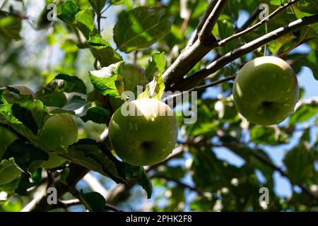 Les pommes pendent des branches d'un pommier surprise de Montys. Banque D'Images