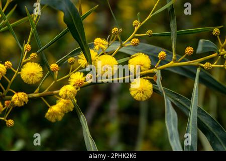 Boule jaune fleurs d'un arbre à fleurs Acacia saligna gros plan sur un fond flou Banque D'Images
