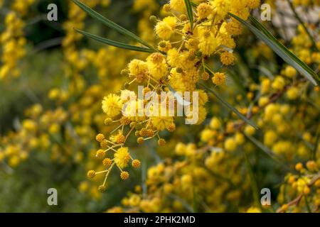 Boule jaune fleurs d'un arbre à fleurs Acacia saligna gros plan sur un fond flou Banque D'Images