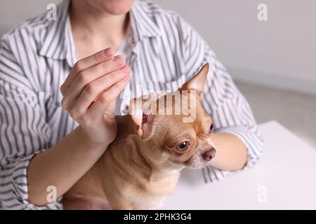 Vétérinaire tenant l'aiguille d'acupuncture près de la tête du chien à l'intérieur, gros plan. Traitement des animaux Banque D'Images