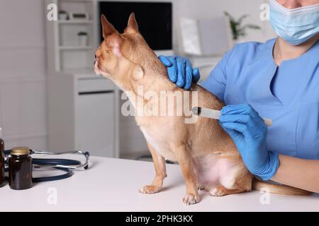 Vétérinaire tenant moxa bâton près de chien mignon dans la clinique, gros plan. Traitement d'acupuncture animale Banque D'Images