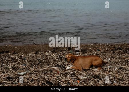 La pollution de l'environnement affecte négativement la vie animale. Chien errant allongé sur une plage polluée. Idée de concept des droits des animaux Banque D'Images