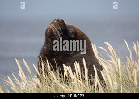 La tête du grand Lion de la mer du Sud de Bull, Otaria flavescens, piquant hors du sommet de la haute herbe à Cape Pembroke, îles Falkland. Banque D'Images