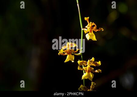 Le cymbidium hartinahianum et les gouttes d'eau, dans un foyer peu profond, est une orchidée endémique au nord de Sumatra, en Indonésie. Banque D'Images