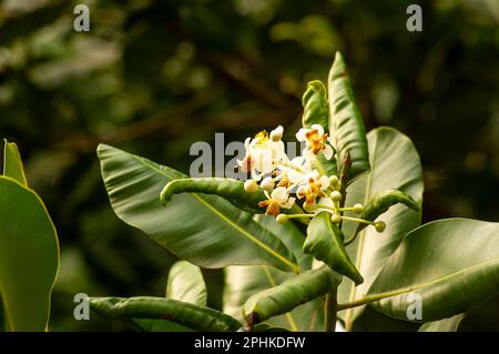 Nyamplung, Alexandrian Laurel (Calophyllum inophyllum) fleurs en fleurs Banque D'Images