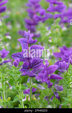 Salvia viridis Blue denim, Salvia Blue denim, Clary Sage Blue denim, bushy annuel, Spikes Blue flowers Banque D'Images