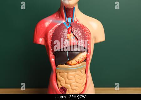 Mannequin d'anatomie humaine montrant les organes internes près du tableau noir Banque D'Images