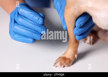 Vétérinaire tenant l'aiguille d'acupuncture près de la patte du chien, gros plan. Traitement des animaux Banque D'Images