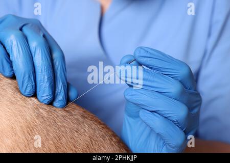 Vétérinaire tenant l'aiguille d'acupuncture près du dos du chien, gros plan. Traitement des animaux Banque D'Images