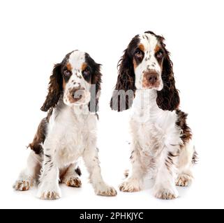 English Cocker Spaniels devant un fond blanc Banque D'Images
