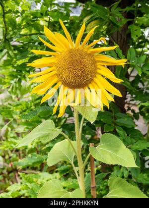 Tête de tournesol, Helianthus annuus, verticale Banque D'Images