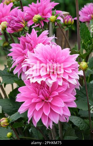 Dahlia Babylone Pink, dahlia Babylone Paars, vivace, grande assiette à manger dahlia, fleurs roses intenses Banque D'Images