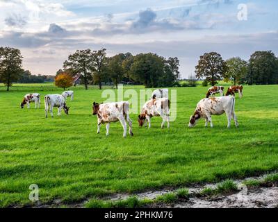 Troupeau de vaches laitières roussâtres âgées de 1 ans qui broutage dans les pâturages à la campagne près de Denekamp, Overijssel, pays-Bas Banque D'Images