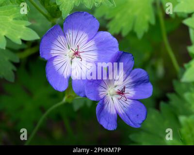 Géranium Rozanne, fleurs dans le jardin, pays-Bas Banque D'Images